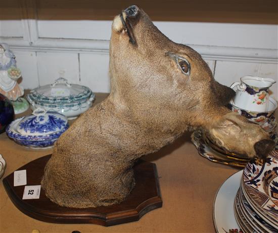 Taxidermic deers head(-)